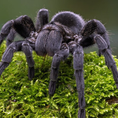 Brazilian Black (New Molt)