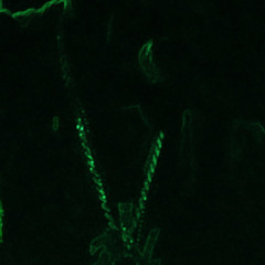 Lilfye in demon mode .m4a
