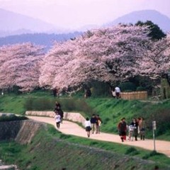 Internet User - 桜 (Cherry Blossom)