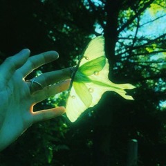 neonmoth