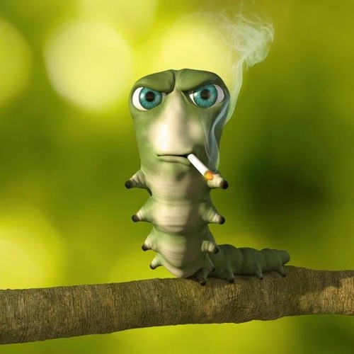 all day playlist 😻😻‼️‼️‼️