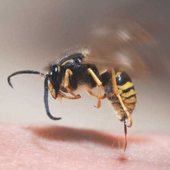 i’ve been stung by a wasp auto tune