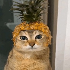 cat wit a hat prod me