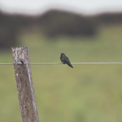Bruno Ferreira - Porto Seguro