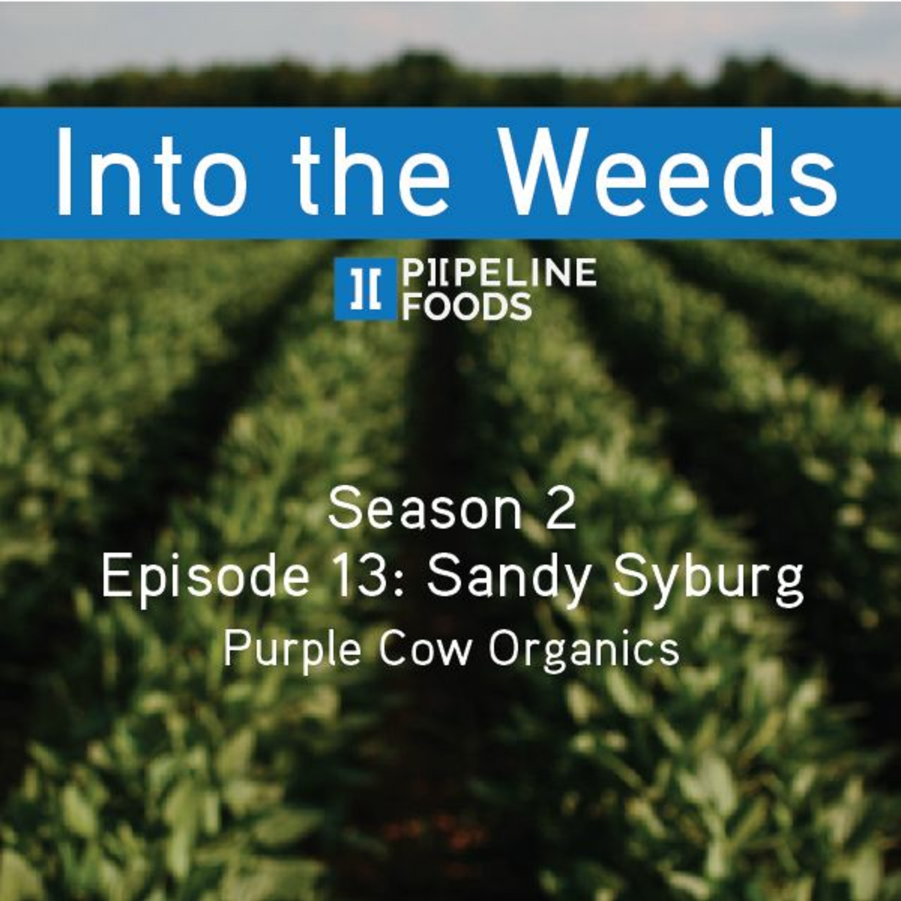 Season 2, Episode 13: Sandy Syburg, Purple Cow Organics episode artwork