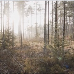 Bosco Regina (Orchestral Mockup)