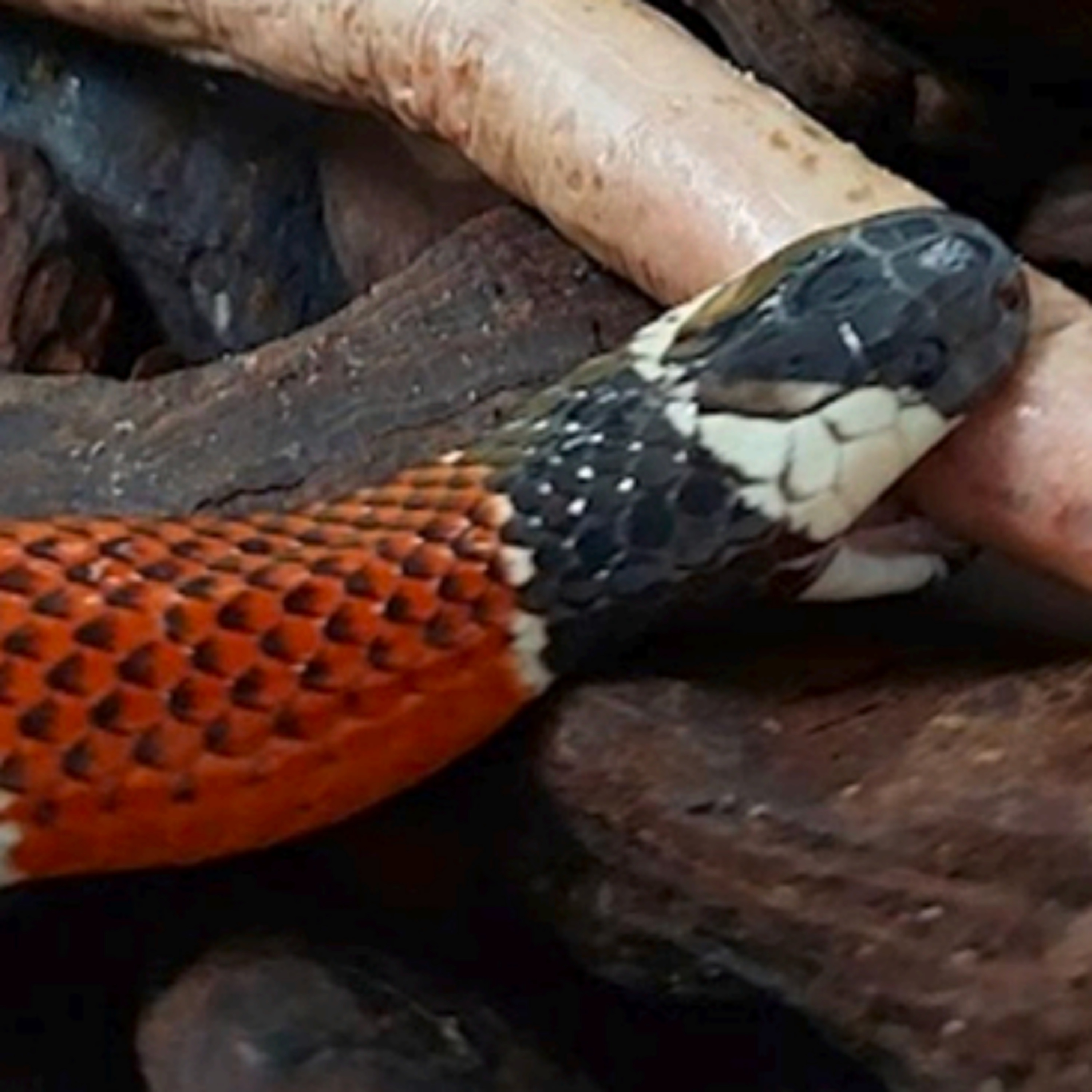 BONUS PREVIEW: A Dick That Looks Like A Snake That Ate A Pig