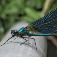Calopteryx