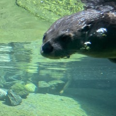 squirrelin' around with the otters