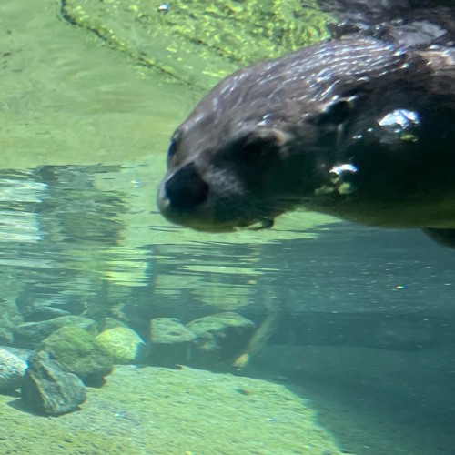 squirrelin' around with the otters