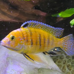 Funky House With A Dash Of Nostalgia