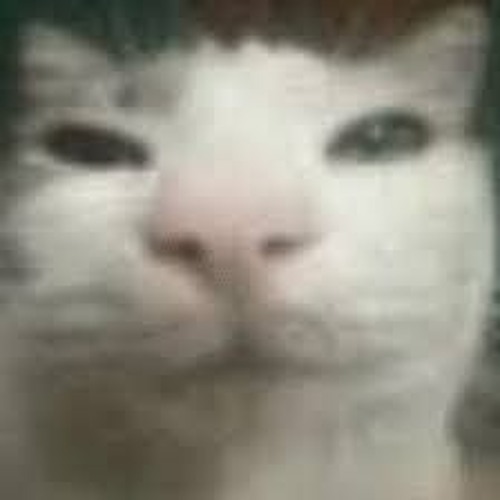 Meow Bossa!