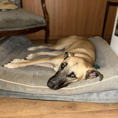 ritualistic /:- sketch