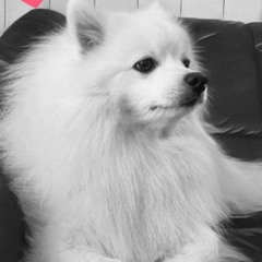 My Mothers Dog