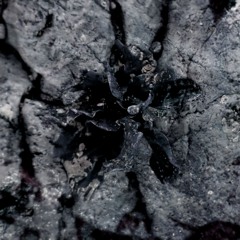OS06 Solma - The Consciousness Of Plants (Snippets)