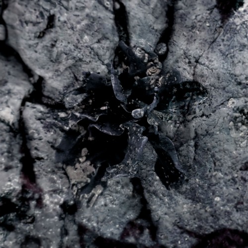 OS06 Solma - The Consciousness Of Plants (Snippets)
