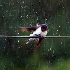 Mar De Lagrimas - prod. everestdidthis