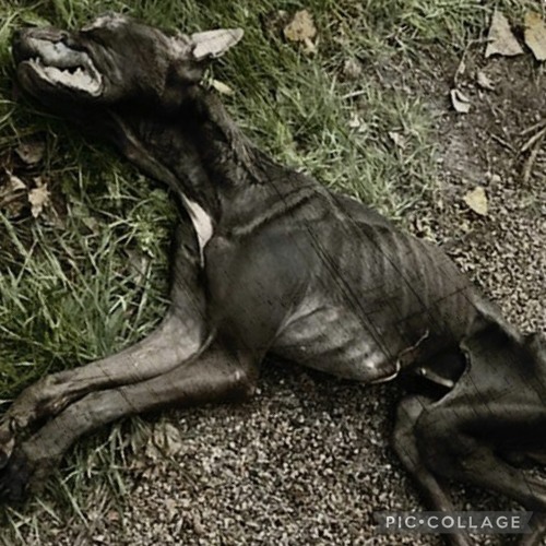 2SHANEZ x TARXAN - DYING DOG (PROD. NARCIX)