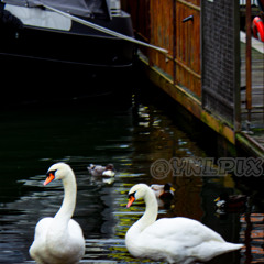 sumit *skibidi swan edition*