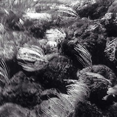 Trying Too Hard (Lullaby)