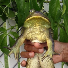 bullfrog (Badd Tripp Flipp)