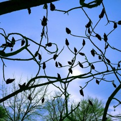 Stickerbush Symphony