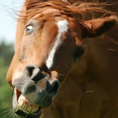 Burb en Mattie Uptempo Special 8.0