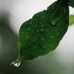 Gentle Rain Sounds Falling on Forest Floor [Field Recording]