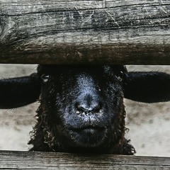 🐑 𝔹𝕃𝔸ℂ𝕂 𝕊ℍ𝔼𝔼ℙ 🐑 (Instrumental)