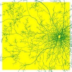 CHRIS WIDMAN + SEAN TAYLOR - abstract science x humboldt arboreal society @ hungry brain chi [2024]