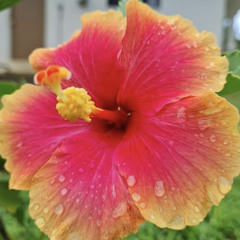 𝓈𝓂ℴ𝓀𝒾𝓃ℊ 𝒶𝓃𝒹 𝒸𝓇𝓎𝒾𝓃ℊ ❥