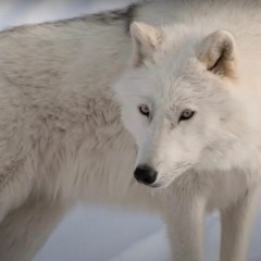 WOLVES OF ARCTICA  Ian Parker