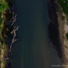 STEVE DOES A WOOD KNOCK AND GETS AN OWL TO RESPOND
