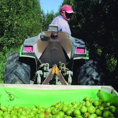 Facundo Fernández - Fruticultura: Río Negro lanza financiamiento para raleo y labores culturales