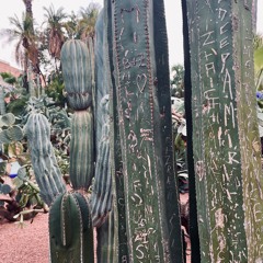 Cacti love