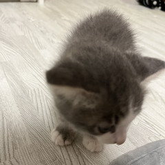 弱いものイズム