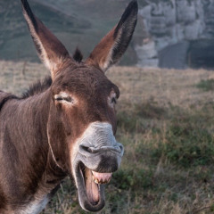 Donkey (v1)