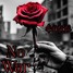 No War