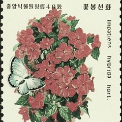Pyongyang