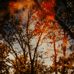 Theorem of joy – New Spring (TS Premiere)