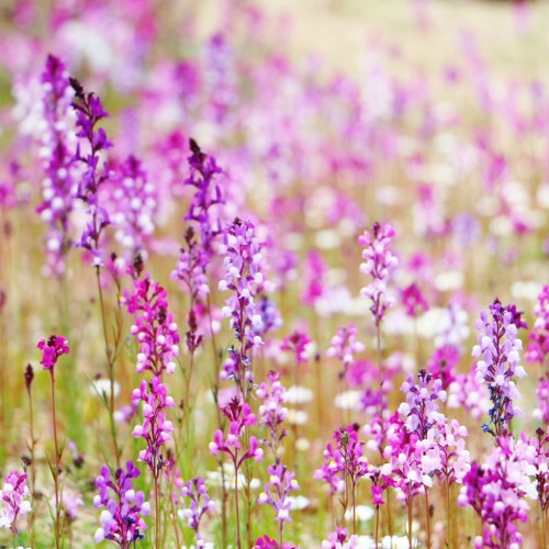 リナリア By Riho