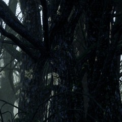 FOREST prod. dx