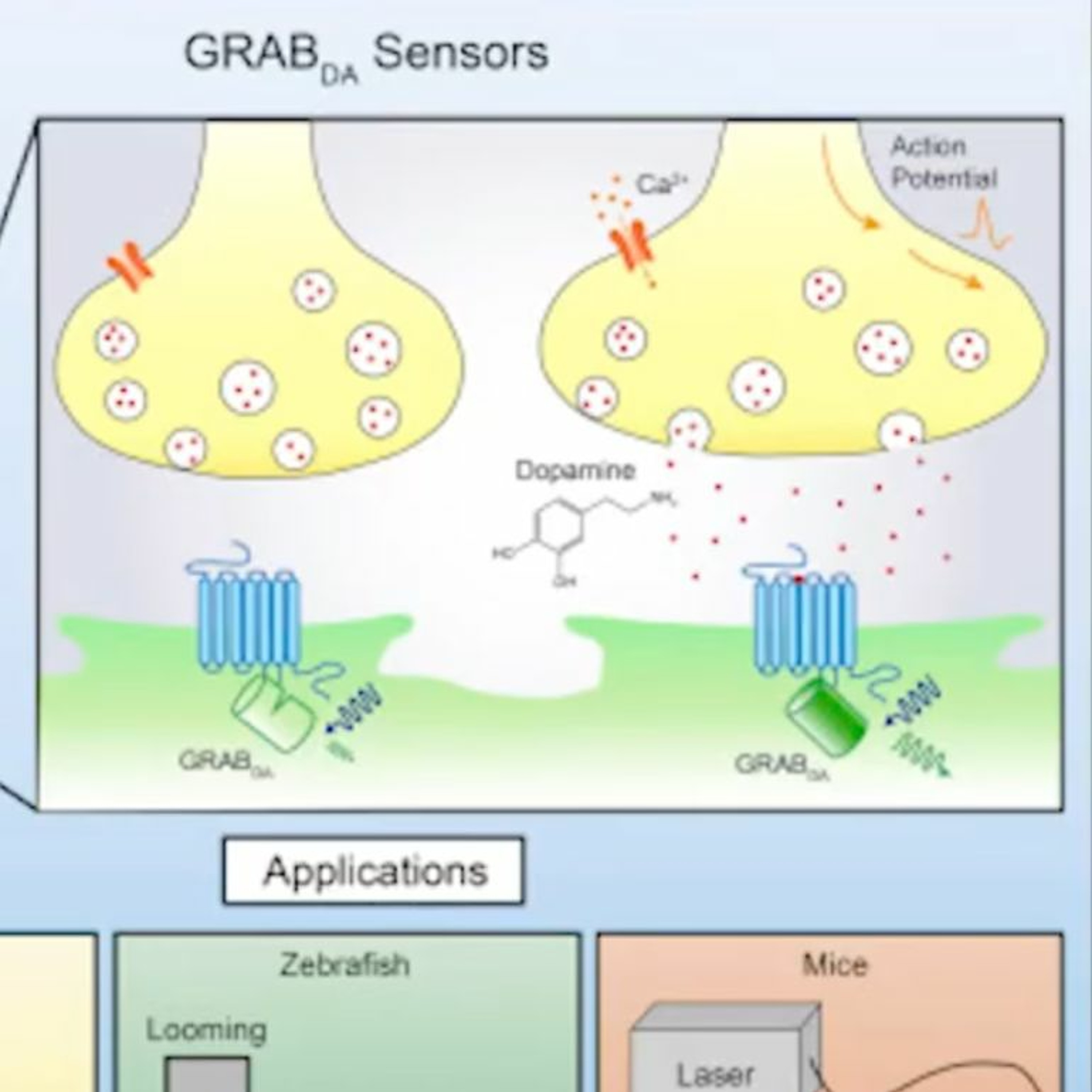 cover of episode Engineering Neurotransmitter Sensors