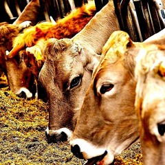 Grass Fed