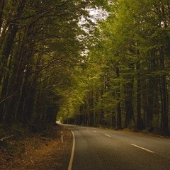 Through the leaves/ 나뭇잎 사이로