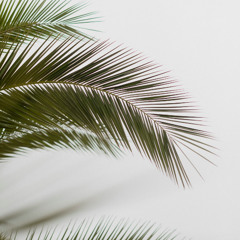 The Path of Palms