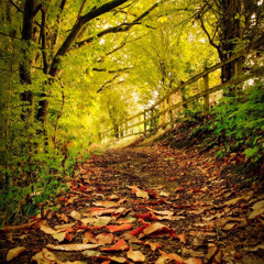 The Illusionist & Darm - Deep In The Jungle Autumn 2025