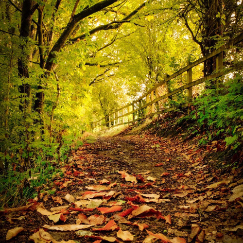 The Illusionist & Darm - Deep In The Jungle Autumn 2025