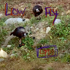 Low_fly
