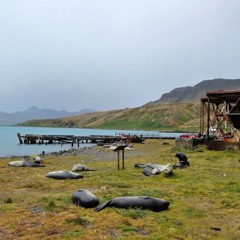 Michael and Jamie Colman meet the inhabitants of Grytviken